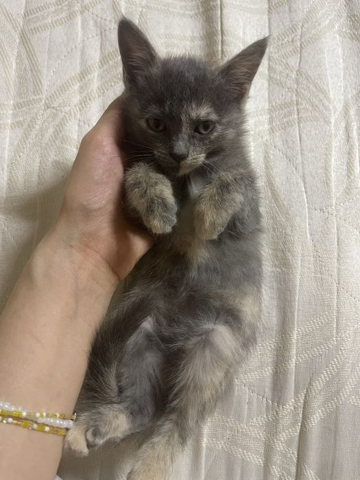 Отдаю котят в хорошие руки