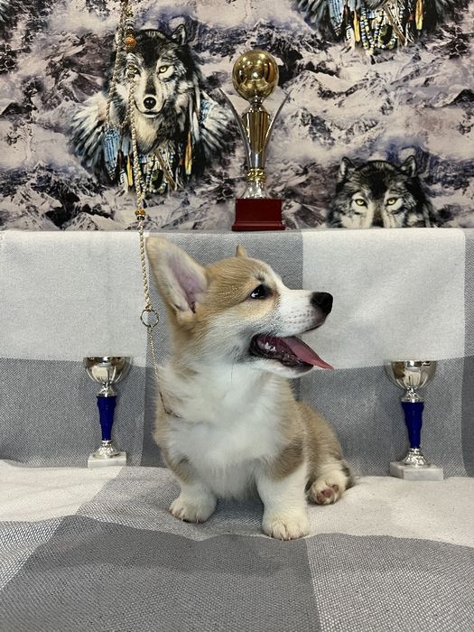 Вельш-корги пемброк