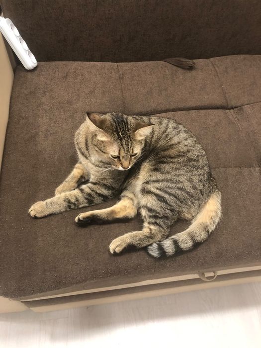 Кошка в добрые руки