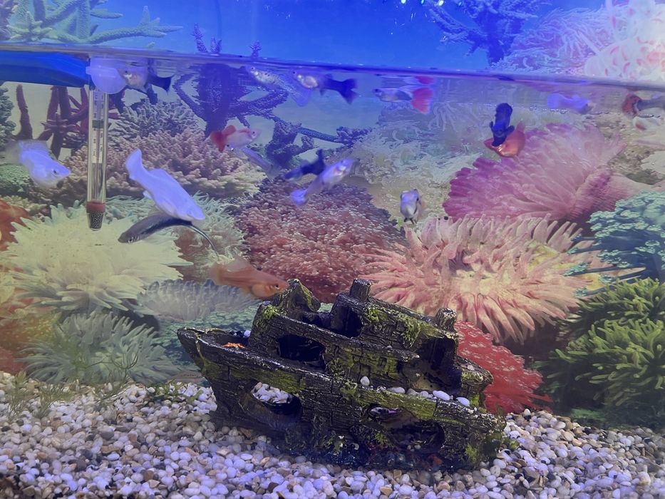 Рыбы аквариумные