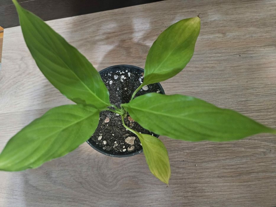 Цветок Женское счастье