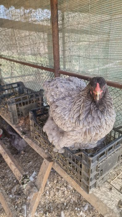 Brahma Albastru si Hd oua