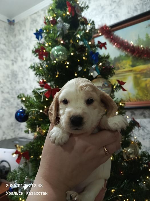 Продам щенков русского спаниеля