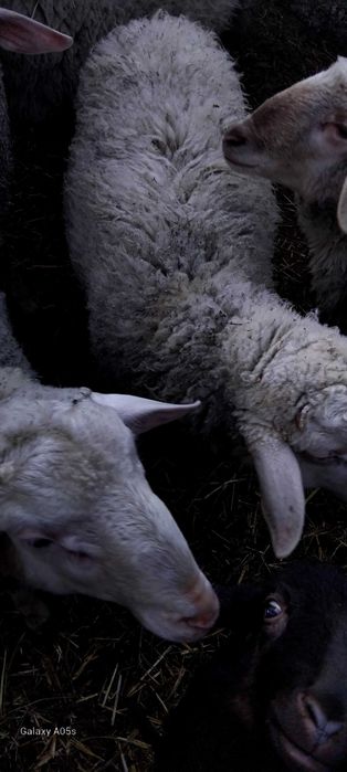 три мъжки шилета