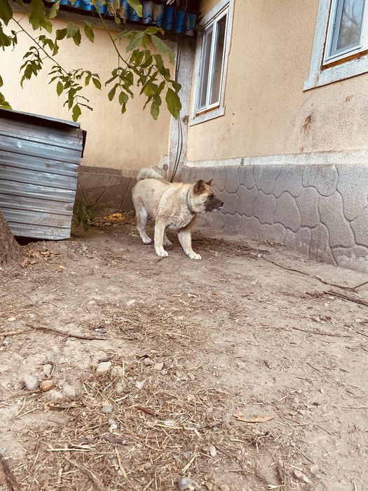 Продам Американскую акиту