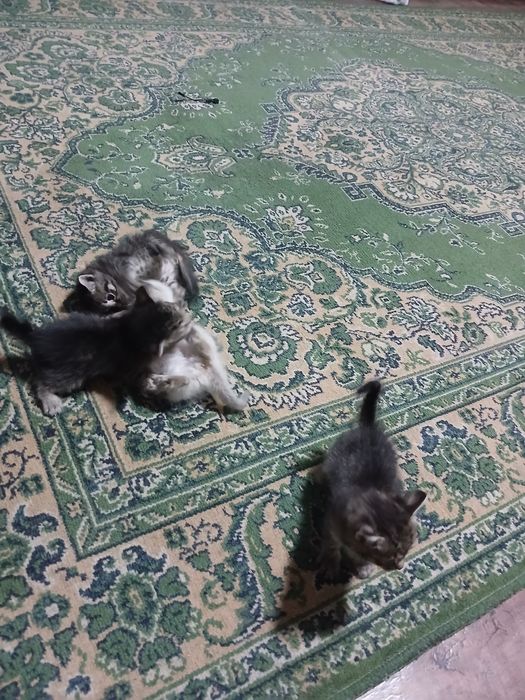 Отдам котят в добрые руки