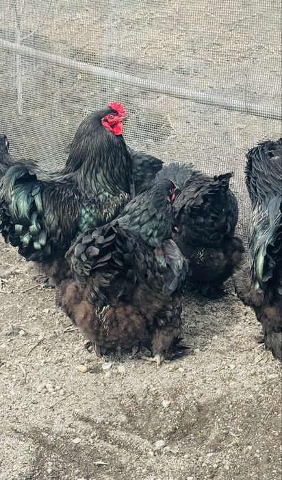 Продам инкубационные  яйца черной брамы