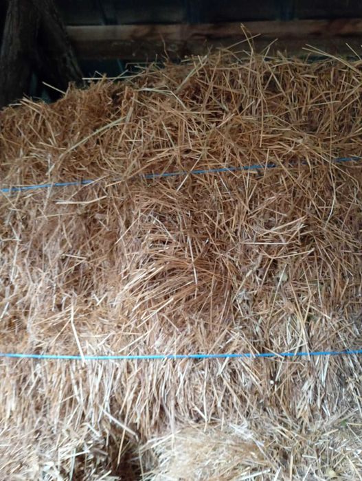 Балли ливадно сено