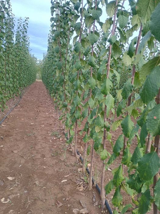 Pomi fructiferi de calitate