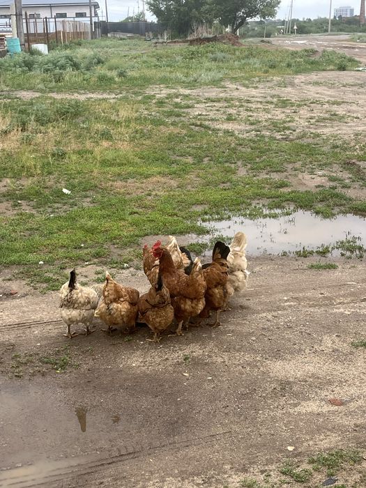 Домашние курицы