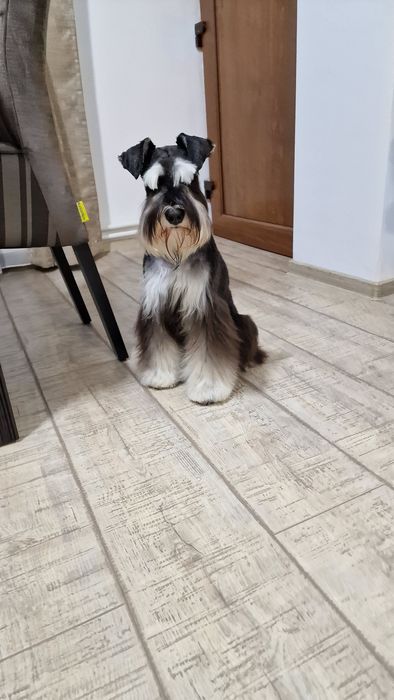 Schnauzer pitic negru argintiu