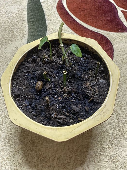 Горшок керамический с отростками