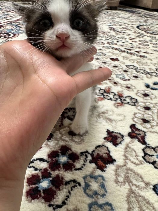 Отдам даром котята