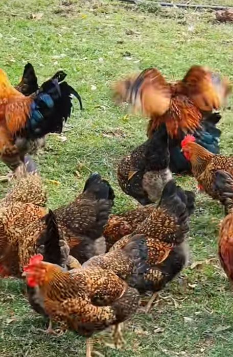 Кучин, ситцевый балапандары