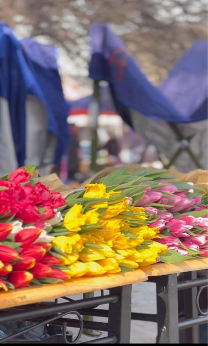 Тюльпаны голландские