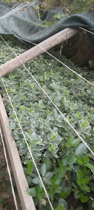 Manzarali dekarativ Shamshodlar bresklet sotiladi