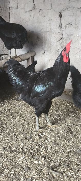 Qora shaxzoda tuxumi sotiladi