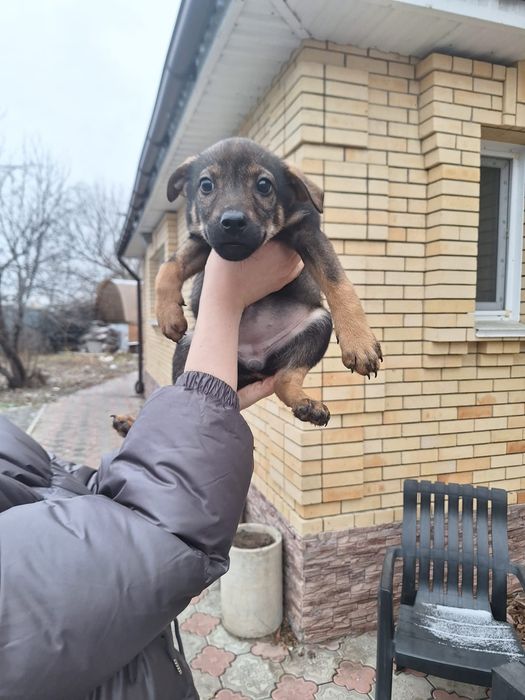 Отдаётся стерилизованная шикарная девочка