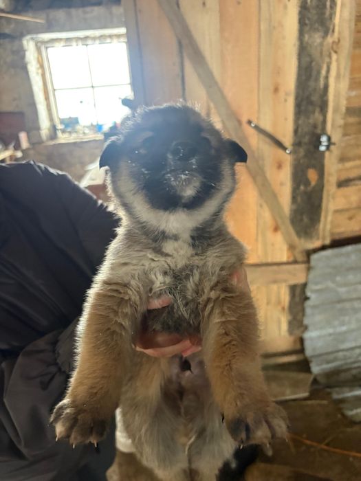 Отдам в добрые руки