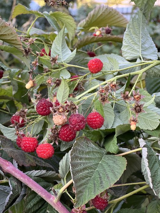 Продам саженцы малины