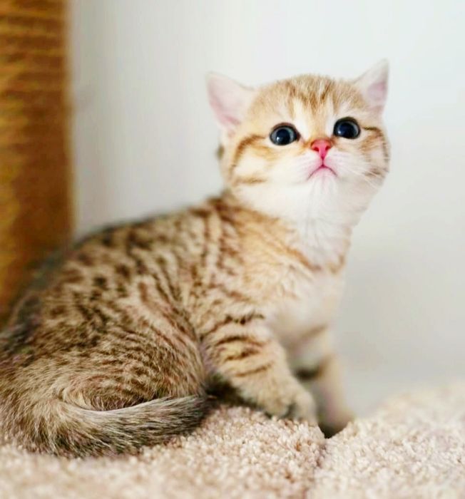 Зеленоглазка ,КошЕчка ШотландСкая
