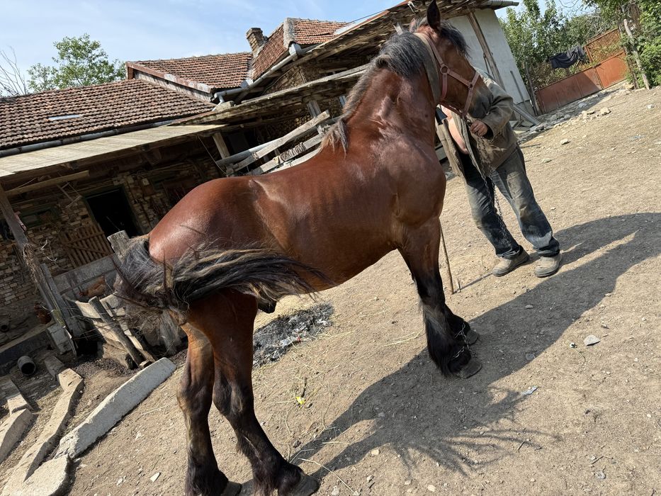 Cal de vanzare 3 ani