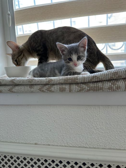 Отдам даром котенок