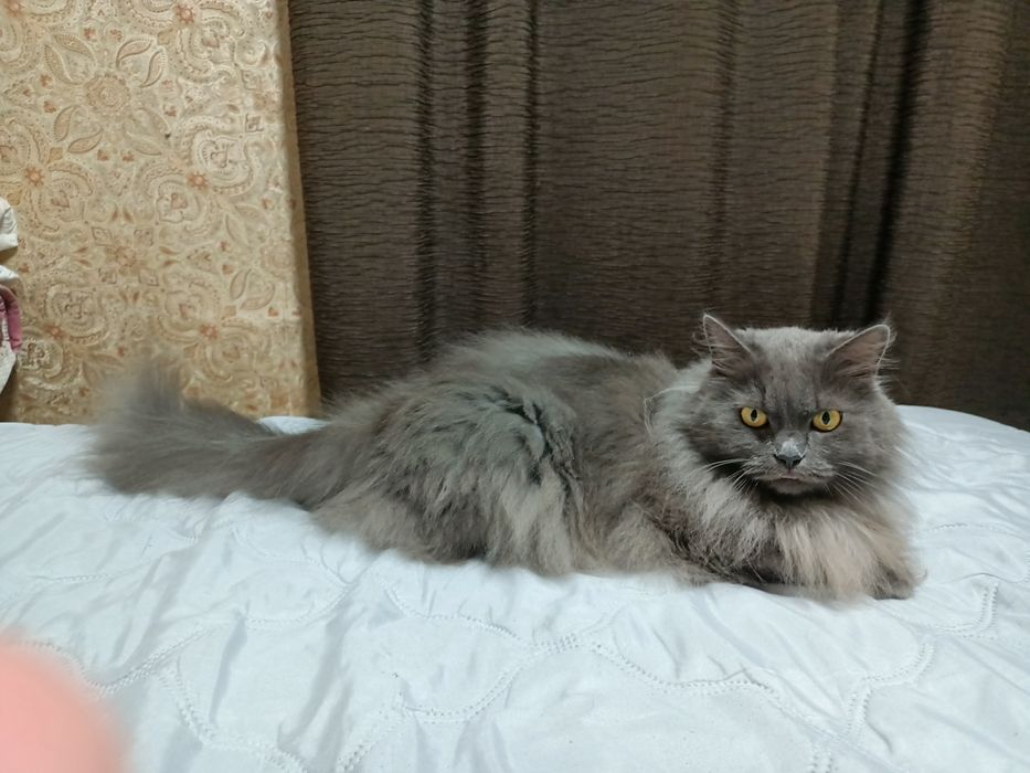 Молодая кошка продам)