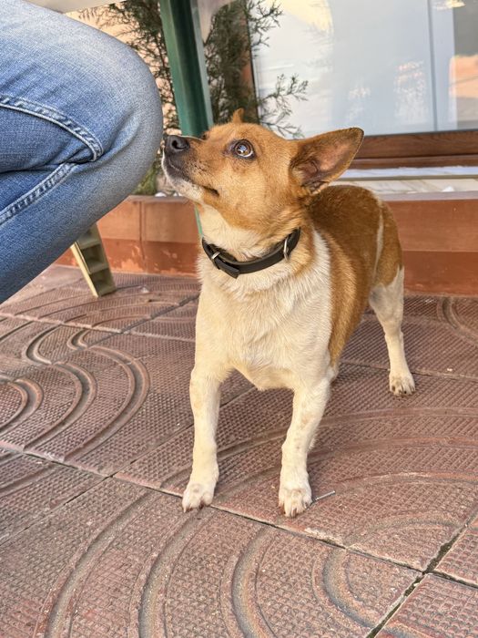 Джак Ръсел.