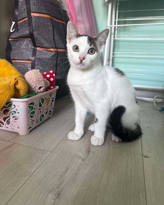 Подарявам малко коте