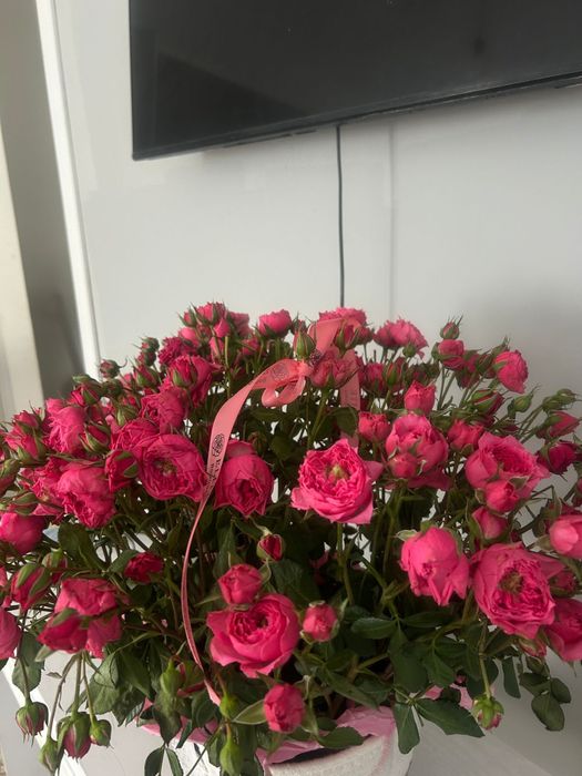 Продаю спрей розы