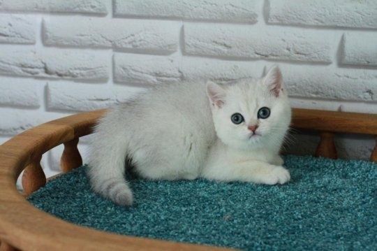 Серебристые шиншиллы. Страйты и фолд