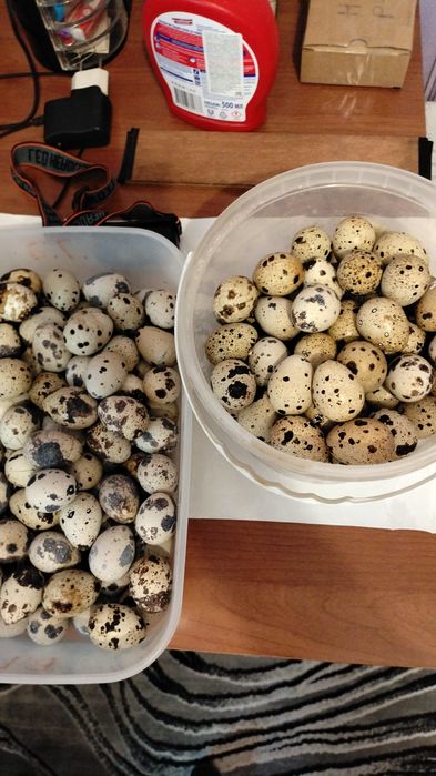 Яйца инкубационные ПЕРЕПЕЛОВ!!!