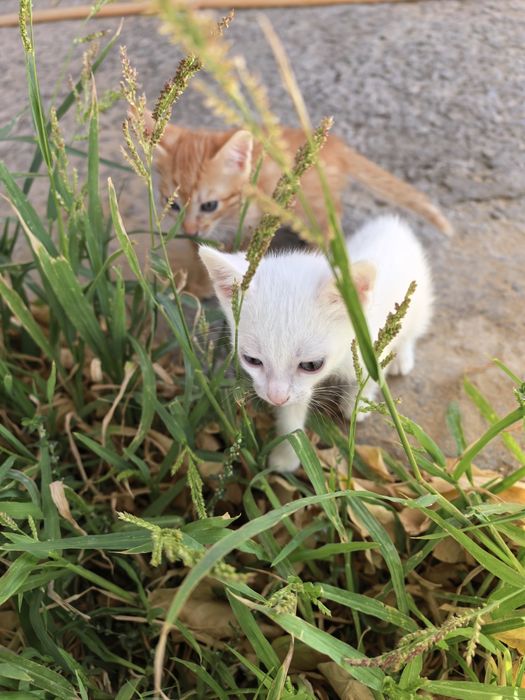 Марғаулар, котята 1 айлық