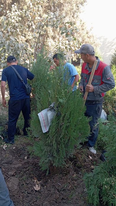 Archa kuchatlar optim