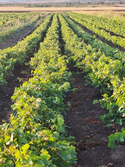 Butași viță de vie