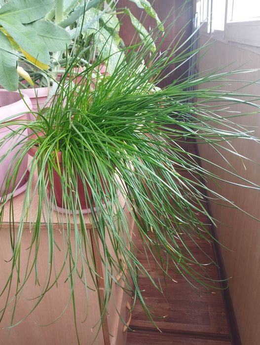 Продам комнатные растения