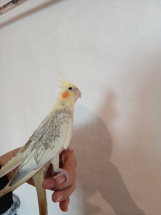 Продам попугай Карелла