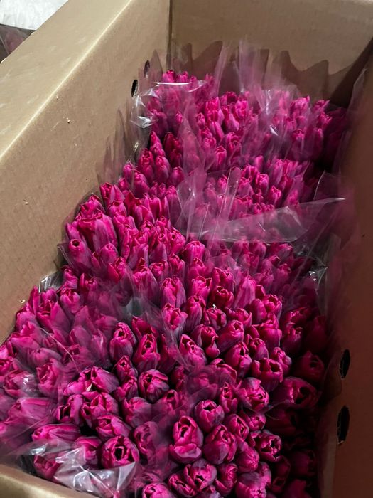 Тюльпаны в розницу и оптом