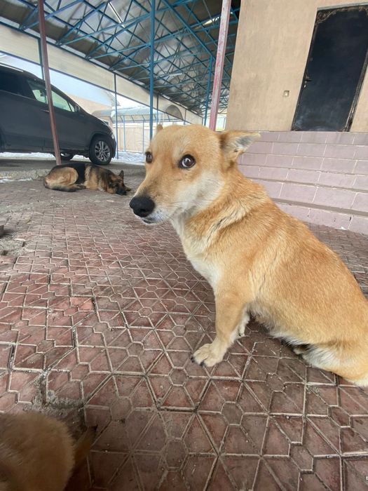 Щенков в добрые руки.