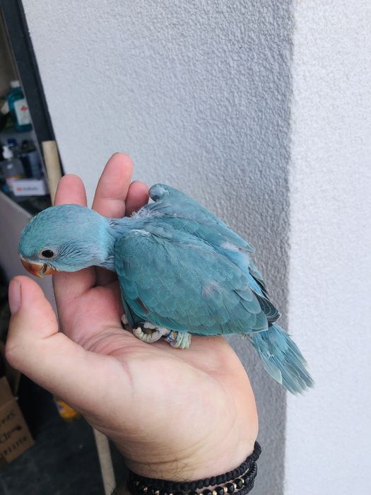 Papagali pui blanzi micul alexandru alexander