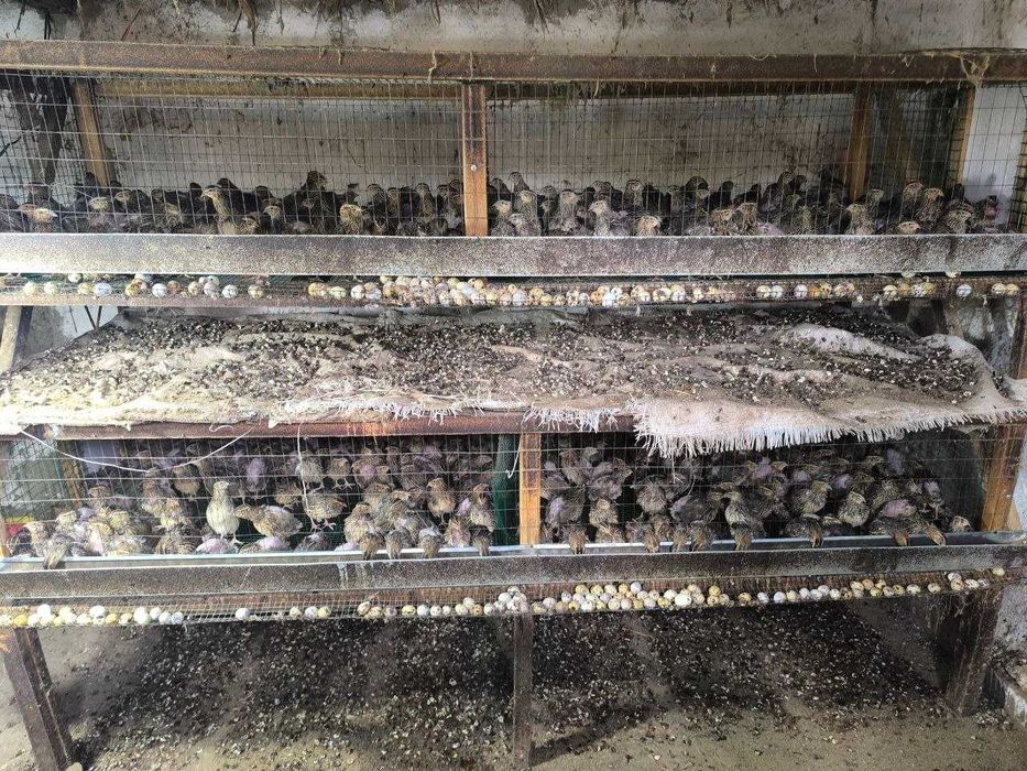 Bedana tuxum va Bedanalar sotiladi