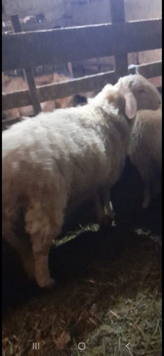 Vând miel asaf  xx