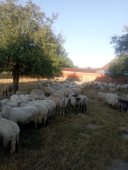 De vanzare oi țurcane