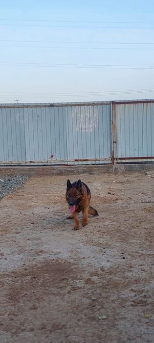 Щенята немецкой авчарки.