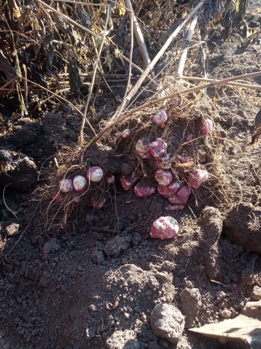 Продам топинамбур земляная груша