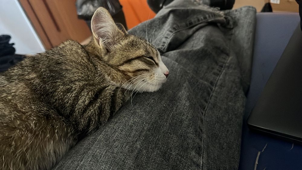 Ищем хороший дом для молодого котика!