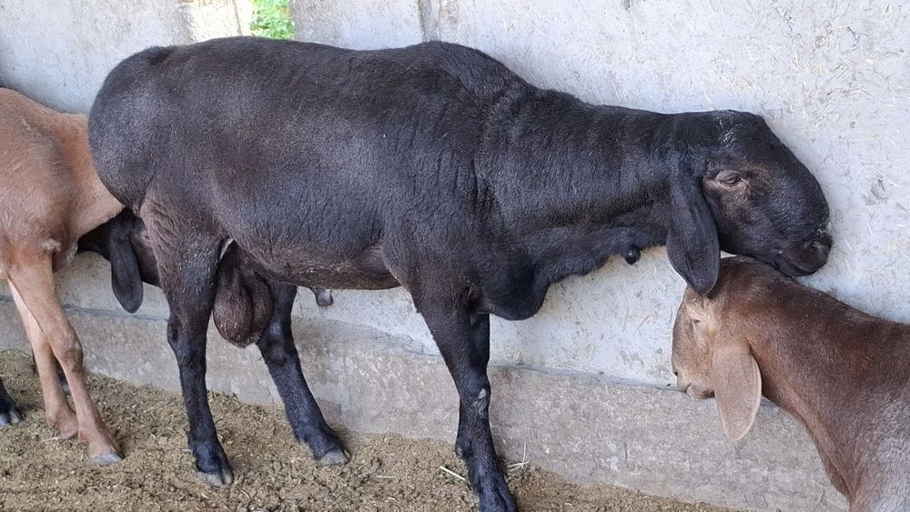 Qoylar sotiladi qurbonlikka