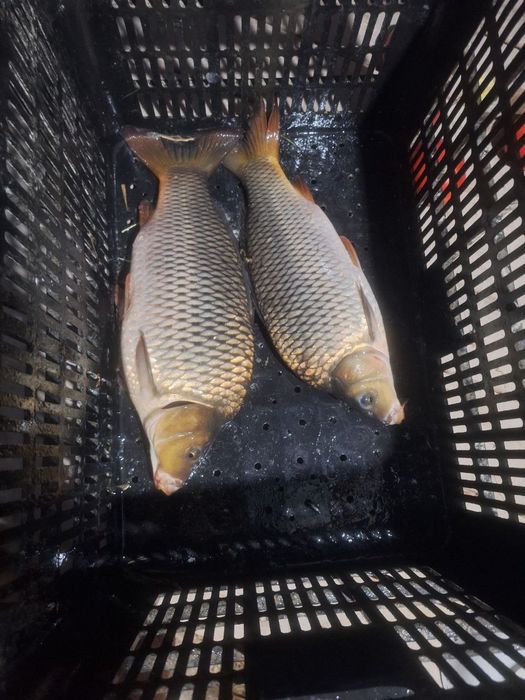 Baliq балик рыба сотилади sotiladi sazan сазан Талсталоб talstalob