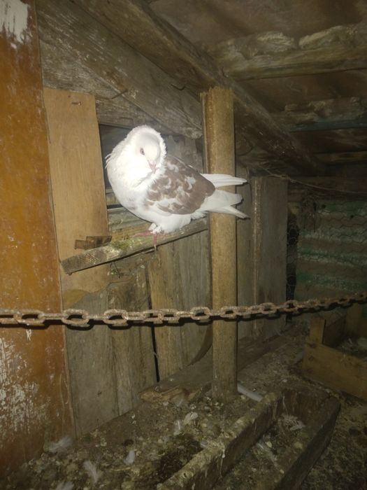 Vând 3 porumbei unul încălțat,unu capucin,si o poștă albă